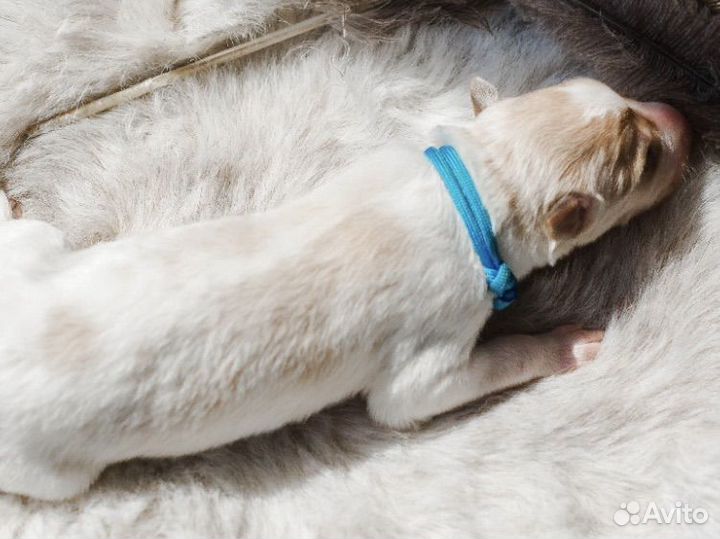 Ошейники (маркеры) для щенков и котят
