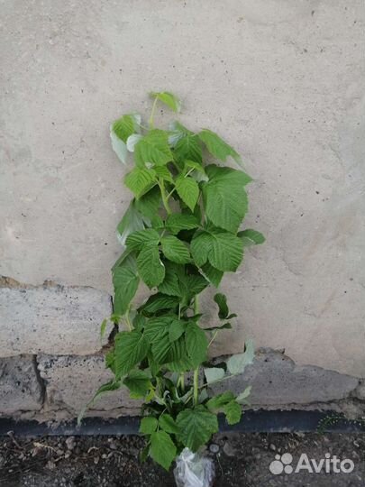 Малина бесшипая,крупная Гордость России Саженцы