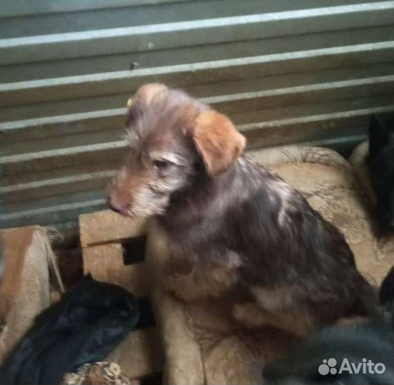 Собака мелкая, коричневая