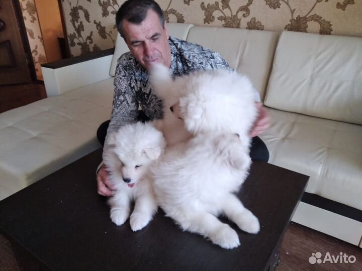 Щенки самоеда-талисман на счастье