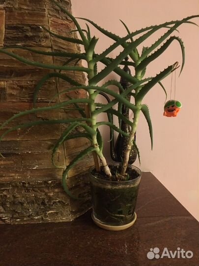 Алоэ, Вера.,денежное дерево (толстянка )