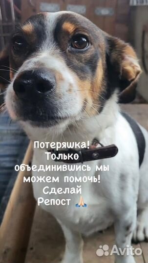 Собака в добрые руки