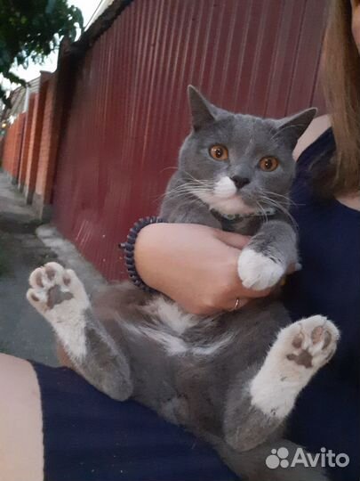 Потерялся кот
