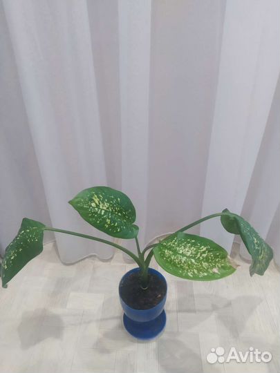 Диффенбахия