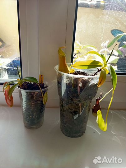 Непентес Reinwardtiana