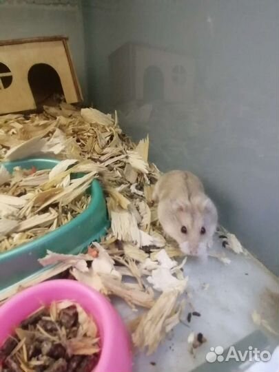 Джунгарские хомячки