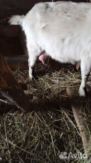 Козлята заанинско-нубийской породы