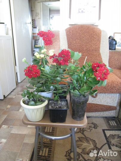 Комнатные цветы