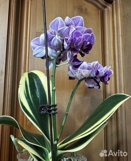 Орхидея фаленопсис вариегатная