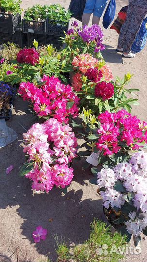 Рододендроны