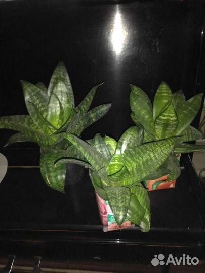 Сансевиерия