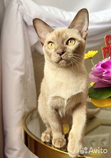 Бурманские котята шоколадного и лилового окраса