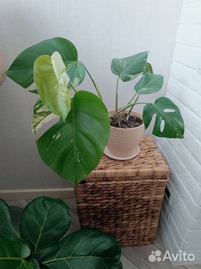 Монстера вариегатная альба