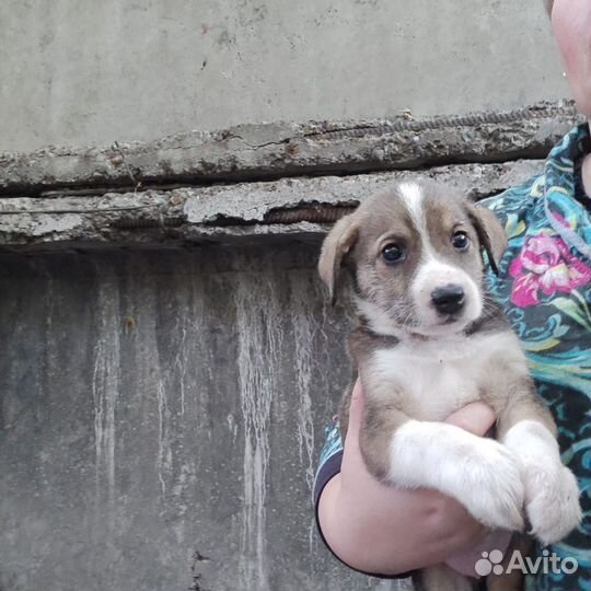 Щенок девочка в добрые руки