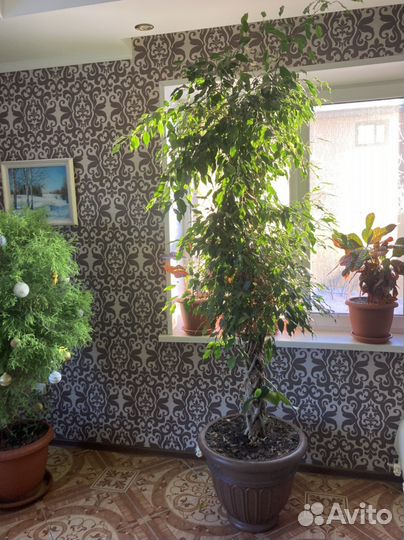 Фикус Бенджамина