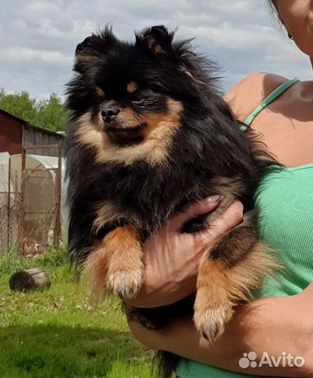 Шпиц подросток