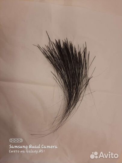 Вибриссы котиков