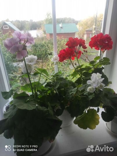 Пеларгония герань