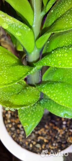 Замиокулькас зензи