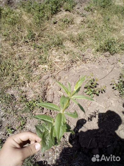 Марена красильная