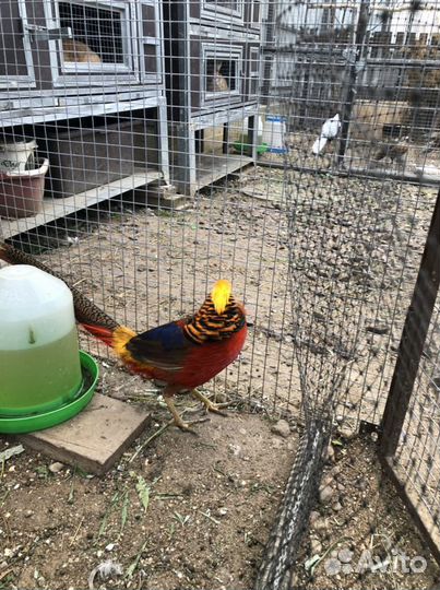 Фазаны серебряные,золотые,румынские,лимоные,охотн