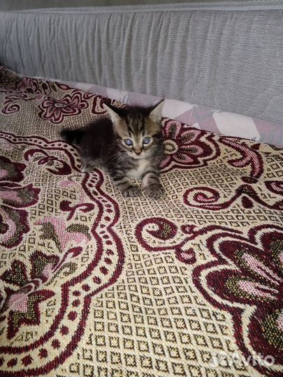 Котята в добрые руки бесплатно