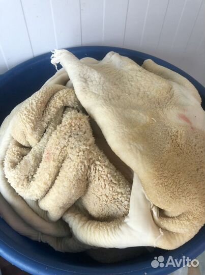 Голова говяжья. Требуха. Говядина