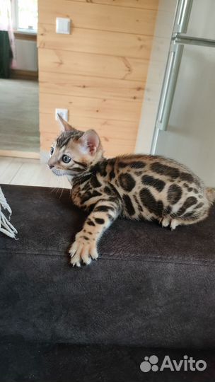 Бенгальская