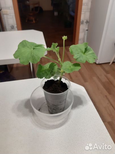 Пеларгония