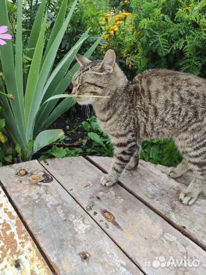 Котик в добрые руки мальчик месяцев 6