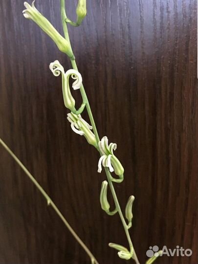 Хавортия полосатая