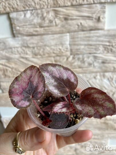 Бегония декоративно лиственная Red Kiss