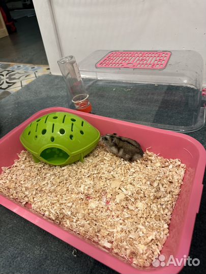 Джунгарский хомяк с клеткой