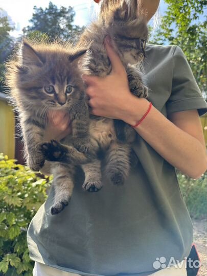 Котята мейн кун