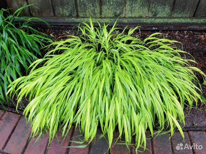 Семена многолетних цветов и кустарников