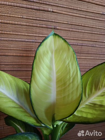 Диффенбахия Саммер стиль