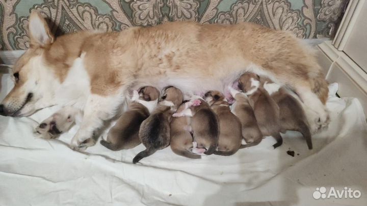 Вельш-корги пемброк