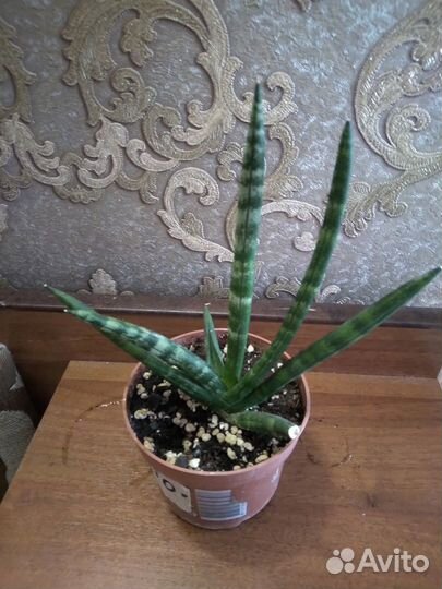 Сортовые сансевиерии