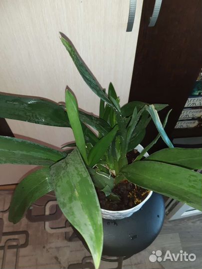 Орхидея камбрия