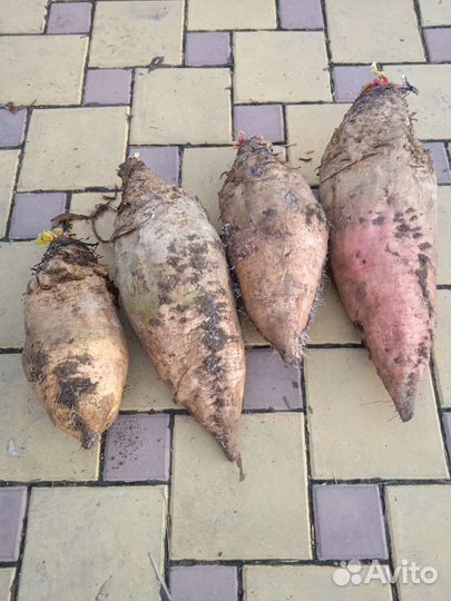 Тыква витаминная