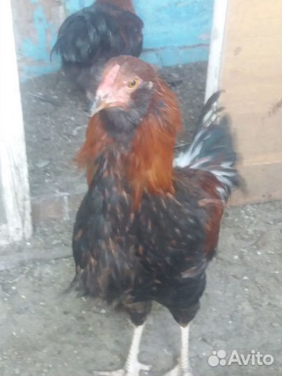 Петушки молодые 5 месяцев