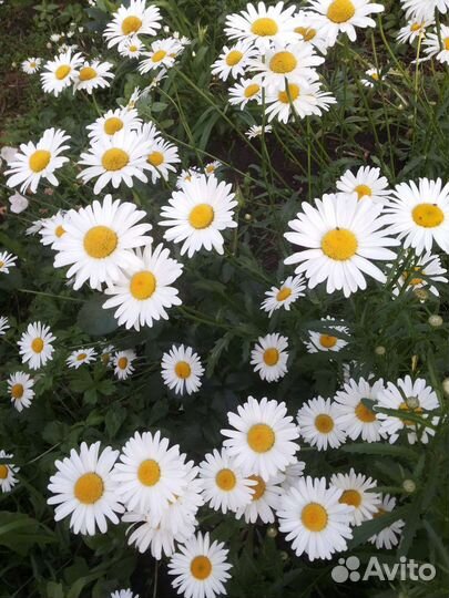 Лекарственные почвопокровные растения