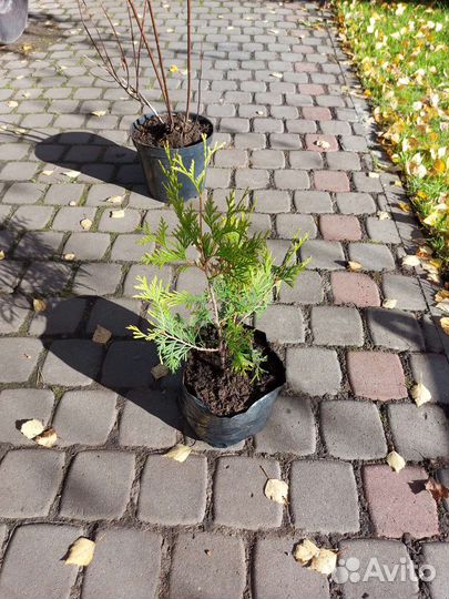 Продам тую Еллоу Риббон