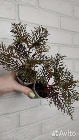 Бегонии сортовые