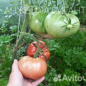 золотым носиком - Купить растения 🌱 во всех регионах: цветы, саженцы,рассада