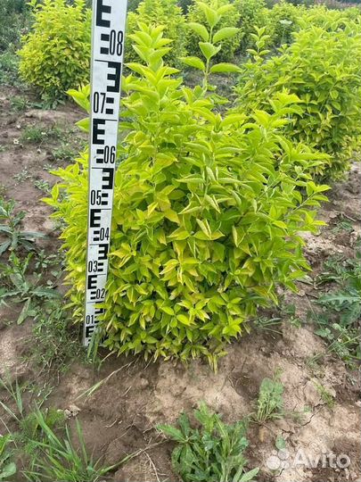 Чубушник корончатый Aurea