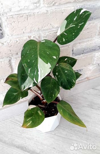 Филодендроны