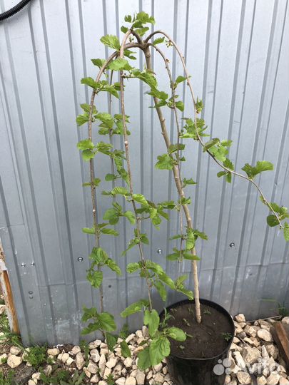 Шелковица на штамбе