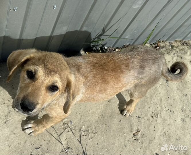 Щенки в добрые руки