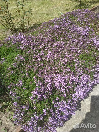 Тархун, Чабрец, Мята, Эхинацея, Шалфей, Иссоп